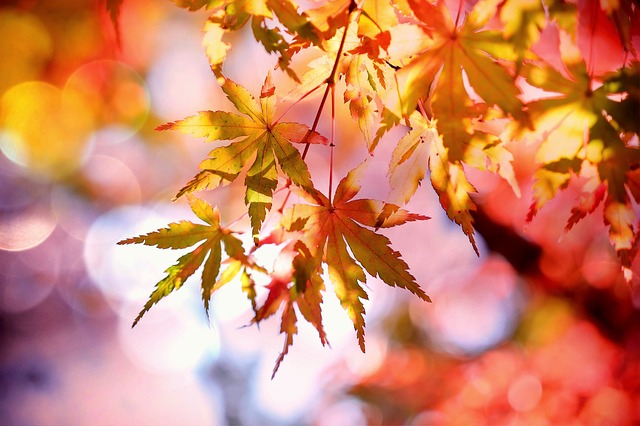紅葉シーズン